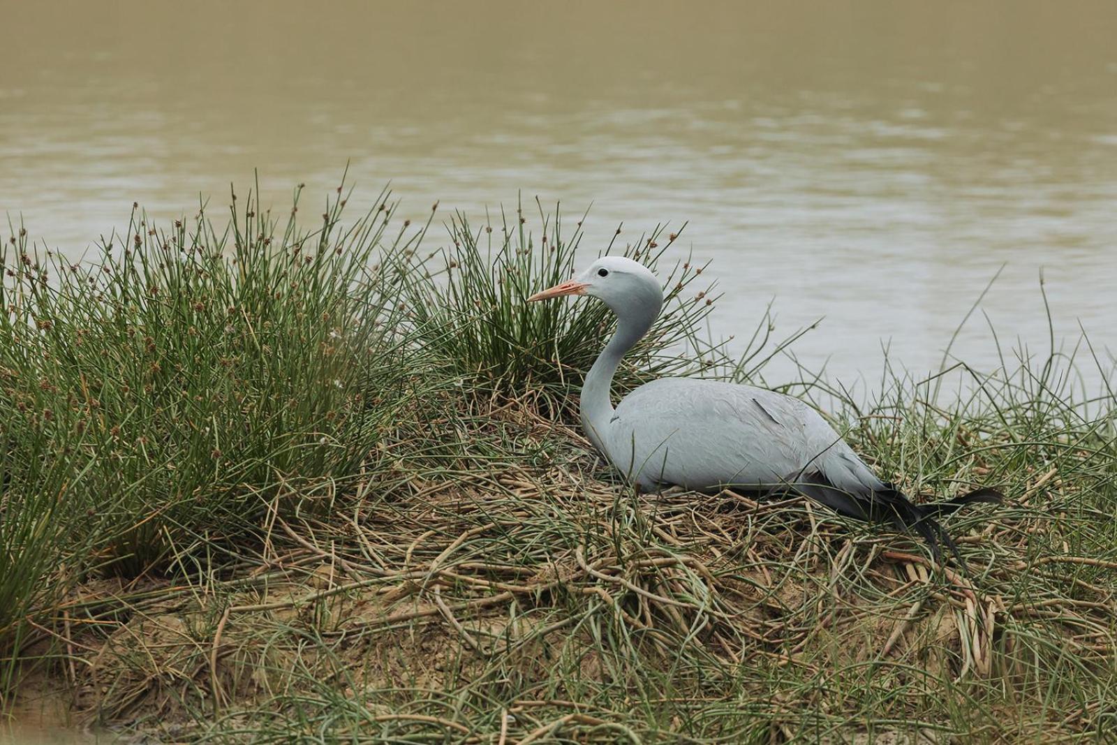 Nambiti Plains Lodge 莱迪史密斯 外观 照片