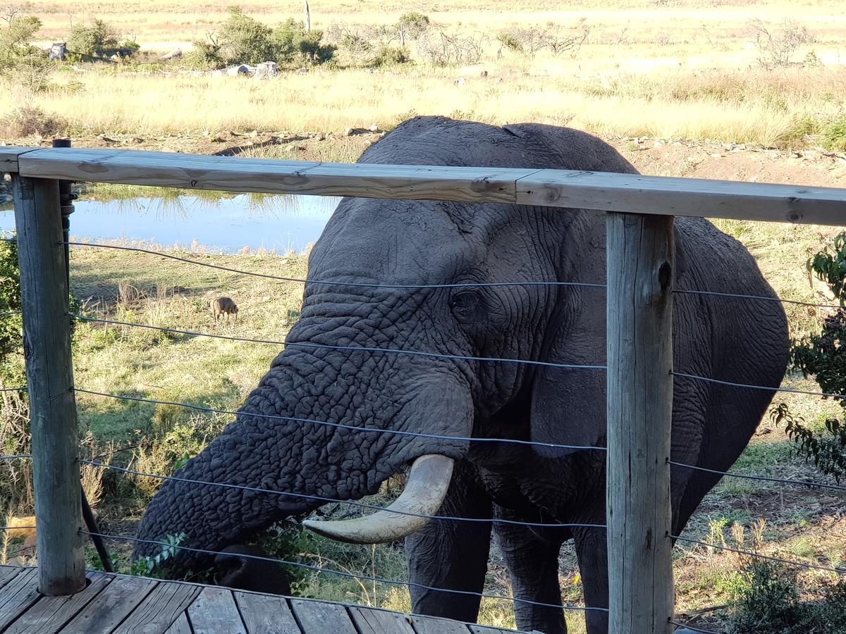 Nambiti Plains Lodge 莱迪史密斯 外观 照片