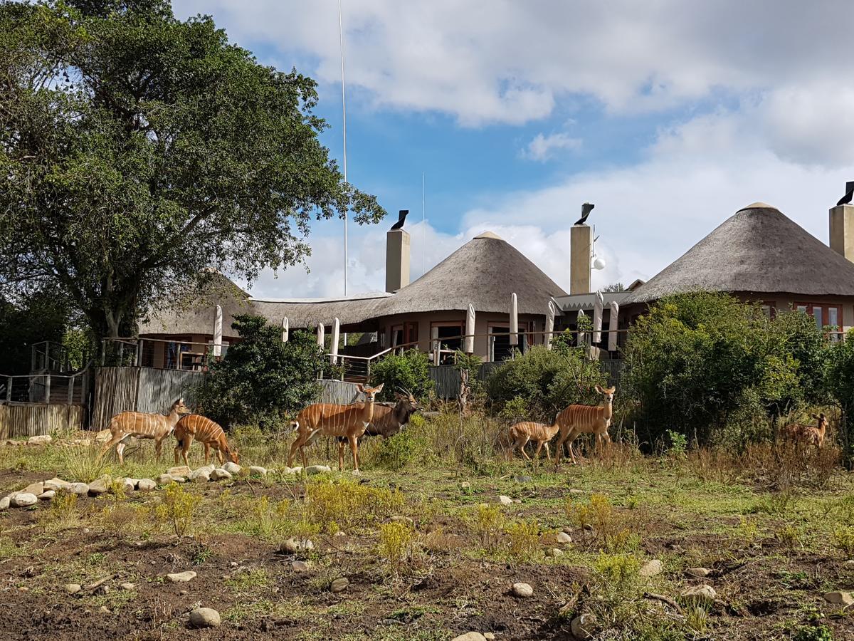 Nambiti Plains Lodge 莱迪史密斯 外观 照片