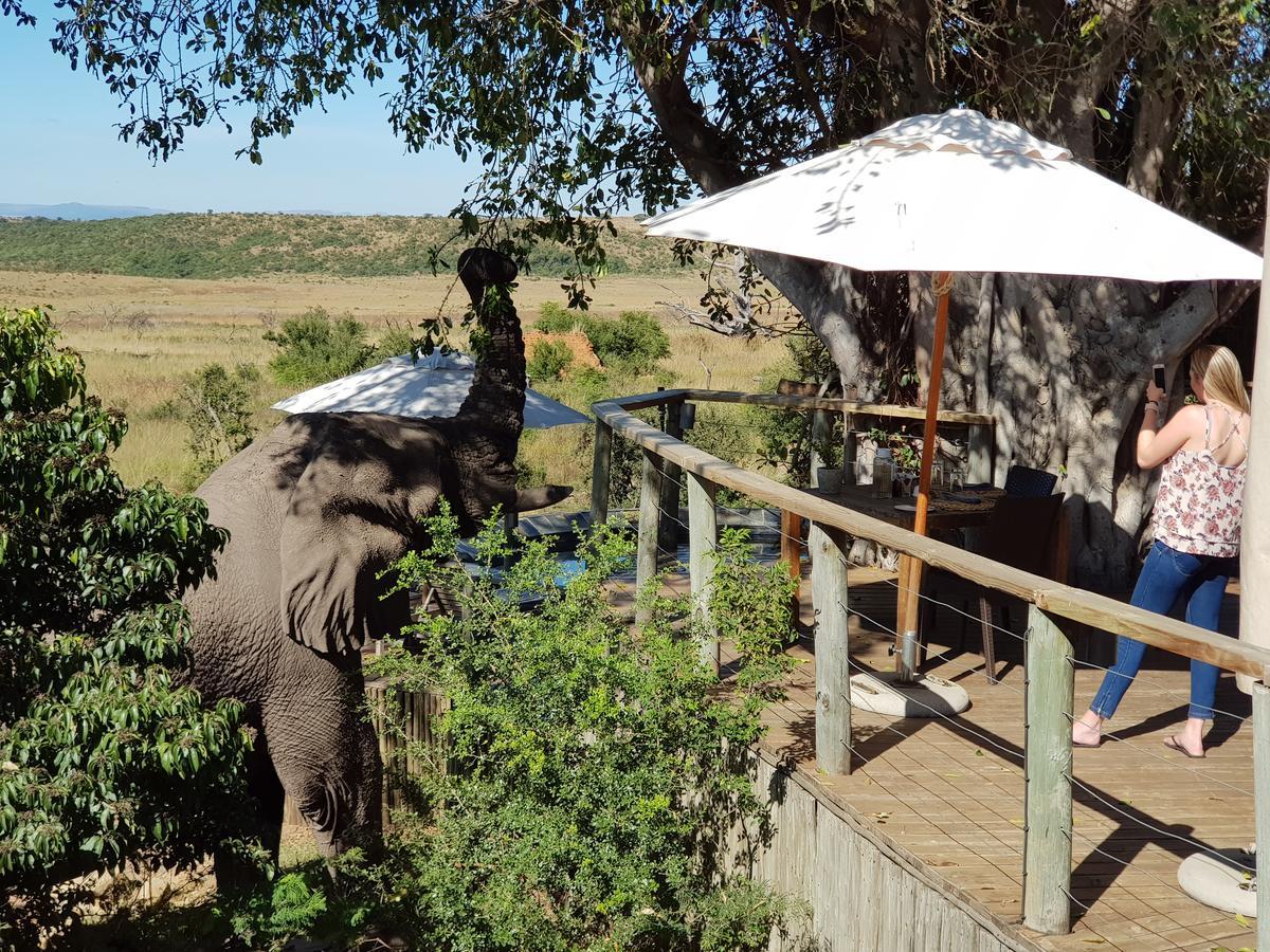 Nambiti Plains Lodge 莱迪史密斯 外观 照片