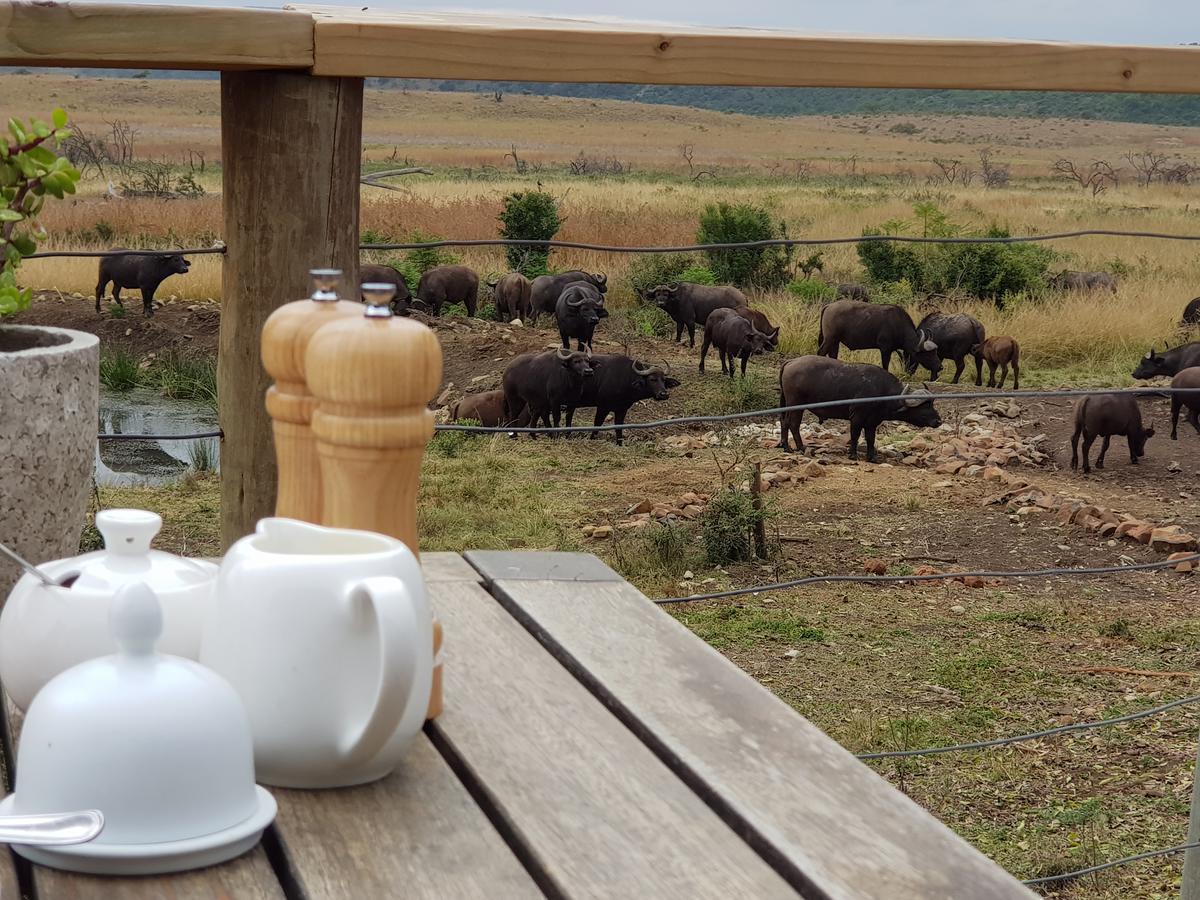 Nambiti Plains Lodge 莱迪史密斯 外观 照片