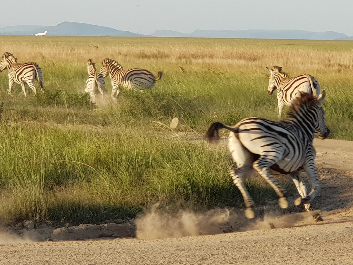Nambiti Plains Lodge 莱迪史密斯 外观 照片